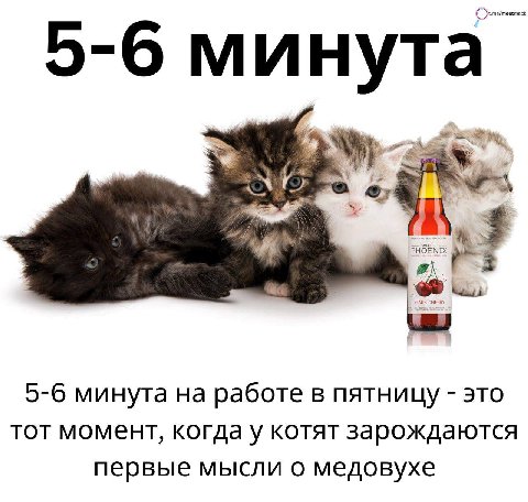 О 5-6 минута 5-6 минута работе в пятницу это тот момент, когдау котят зарождаются первые мысли о медовухе