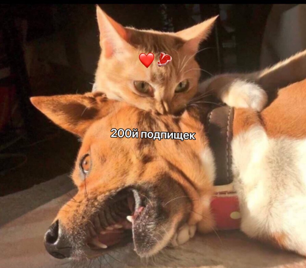 подп щек
