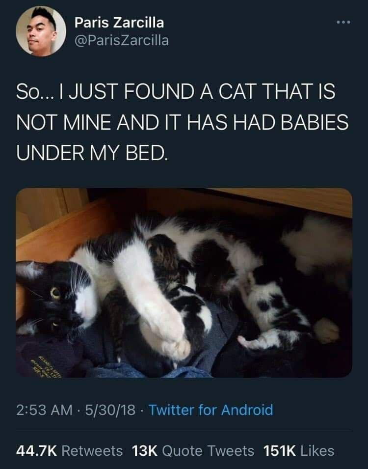 Paris Zarcilla eee @ParisZarcilla So...| JUST FOUND A CAT THAT IS NOT MINE AND IT HAS HAD BABIES UNDER MY BED. 2:53 5/30/18 Twitter for Android Retweets Quote Tweets Likes