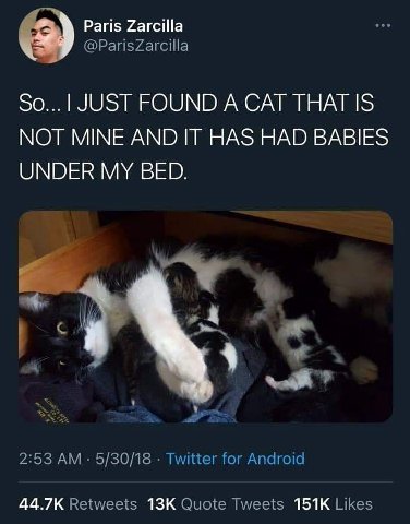 Paris Zarcilla eee @ParisZarcilla So...| JUST FOUND A CAT THAT IS NOT MINE AND IT HAS HAD BABIES UNDER MY BED. 2:53 5/30/18 Twitter for Android Retweets Quote Tweets Likes