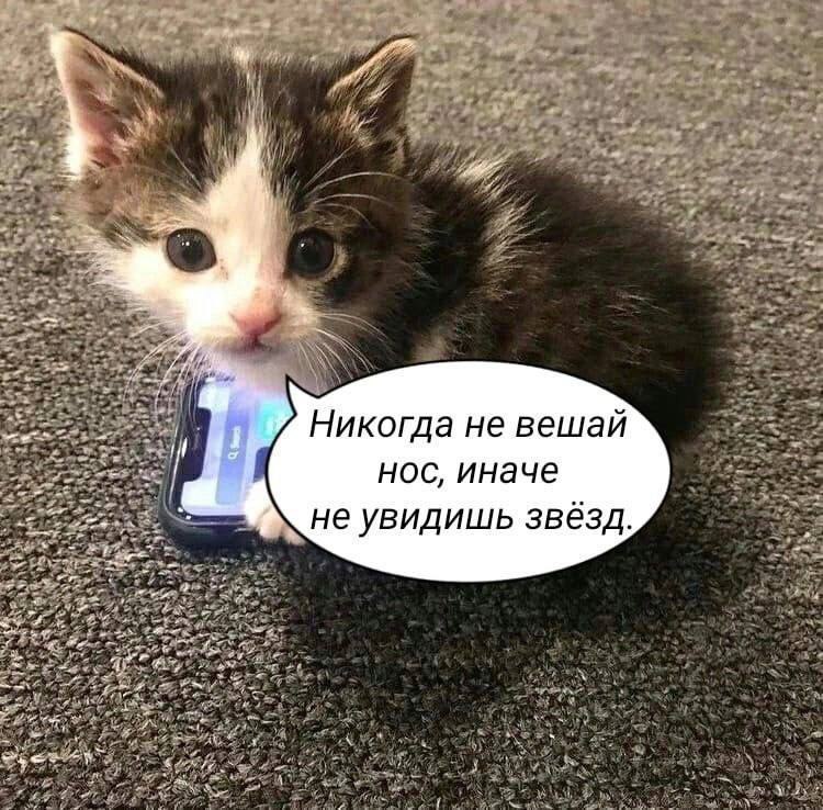 Никогда не вешай dal нос, иначе не увидишь звёзд.