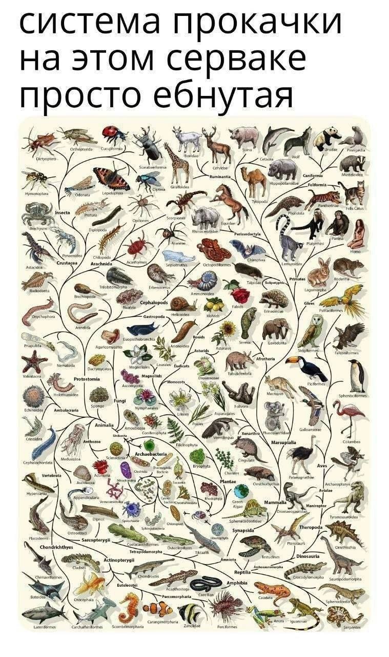 система прокачки на этом серваке ‘Suna Cetacea Wolf Caniformis Hippopotsmidse: Fells Catus Insecta ore Opiliones, Diplopods Perissodactyla Heme 4 ‘Chiroptera Arachnida Tap phalopod Fabids Gastropoda L