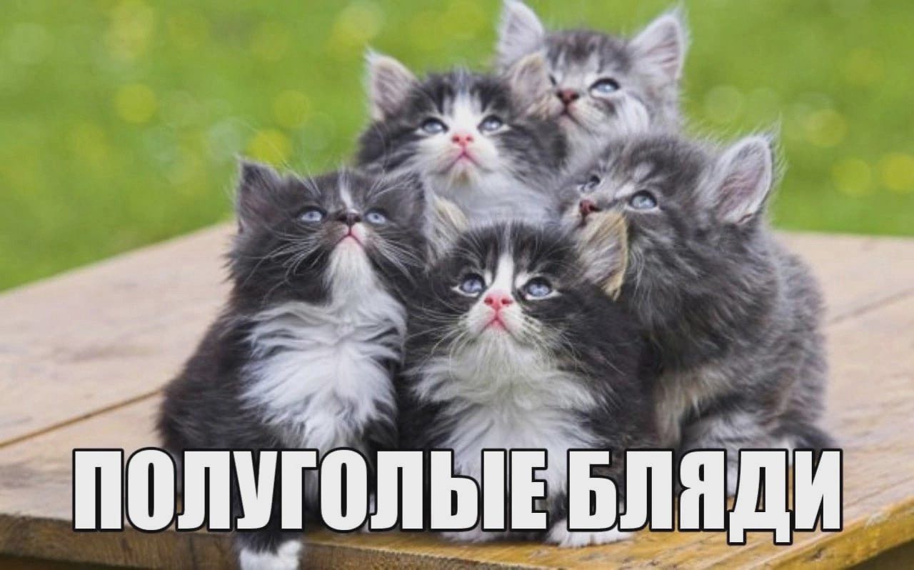 4 1 ПОЛУГОЛЬЕ БЛЯДИ