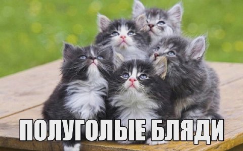4 1 ПОЛУГОЛЬЕ БЛЯДИ
