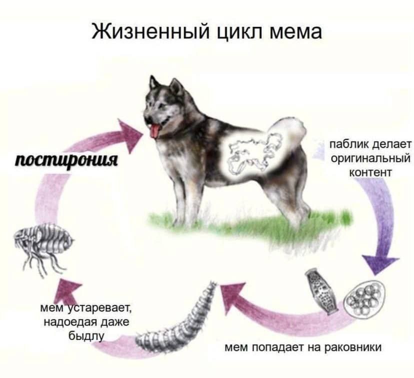 Жизненный цикл мема паблик делает постирония оригинальный контент 7 таревает, надоедая даже быдлу мем попадает на раковники