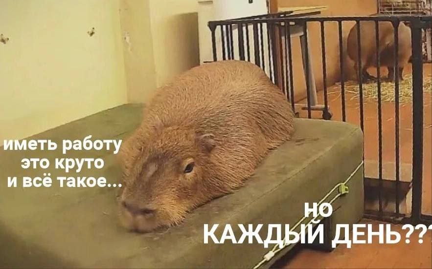 иметь работу это круто и всё такое... Но КАЖДЫЙ QEHb??