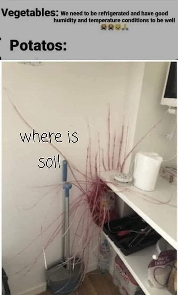 Vegetables: We need tobe refrigerated and have good temperature conditions to be well Potatos: where is Soil