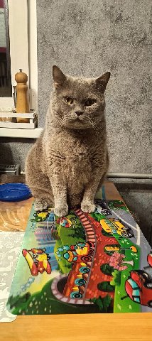 МС боров
