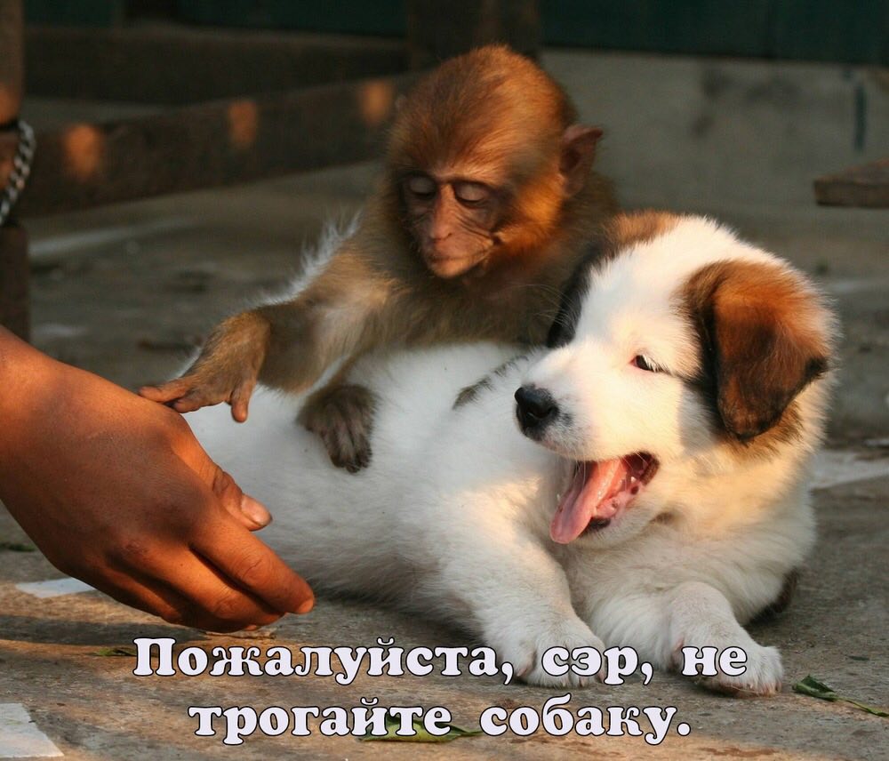Пожалуиста, сэр, не трогайте собаку.