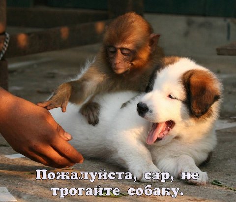 Пожалуиста, сэр, не трогайте собаку.
