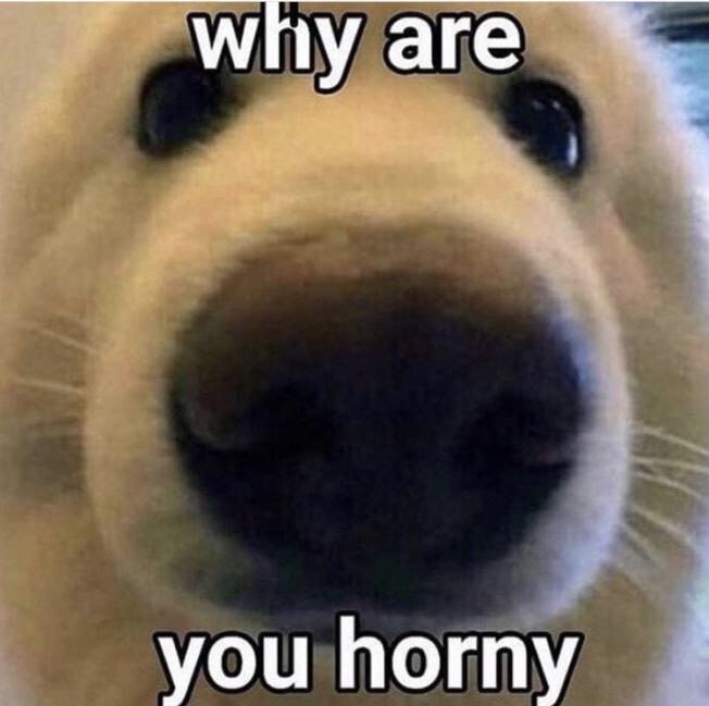 why are you horny