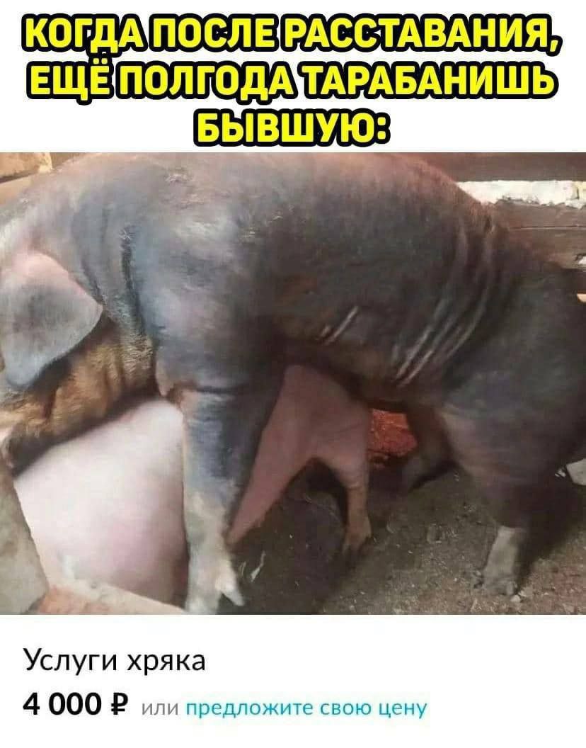 КОГДА БЫВШУЮ: Услуги хряка 4 000 или предложите свою цену