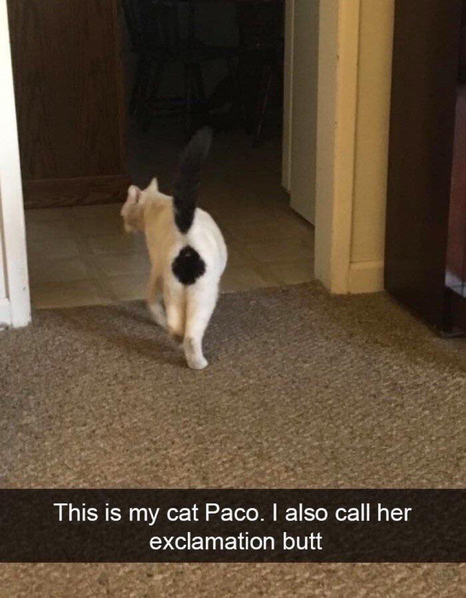 This is my cat Paco. also call her exclamation butt
