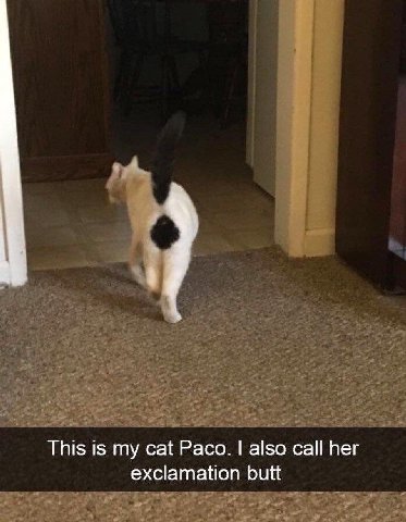 This is my cat Paco. also call her exclamation butt