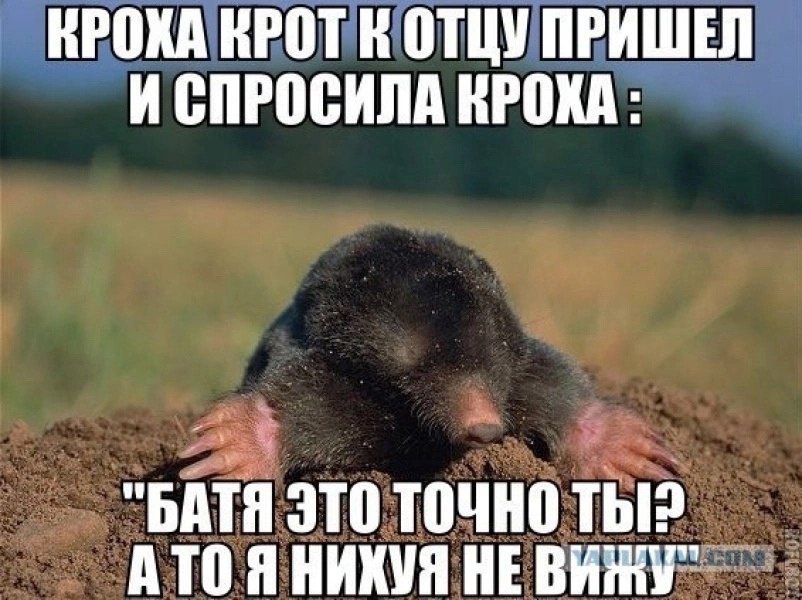КРОХА КРОТ К ОТЦУ ПРИШЕЛ И СПРОСИЛА КРОХА: “BATA ЭТО ТОЧНО Thi? ATO Я НИХУЯ HE Baim"