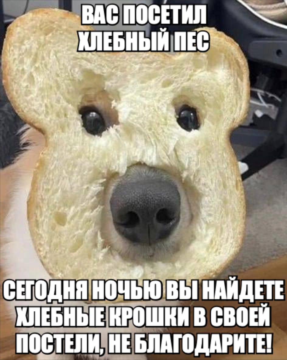 ПОСЕТ у ПЕС 7 4 if 4 СЕГО НОЧЬ НАЙ TOAHA НАЙДЕТЕ ХЛЕБНЫЕ КРОШКИ В СВОЕЙ ОСТЕЛИ, НЕ БЛАГОДАРИТЕ