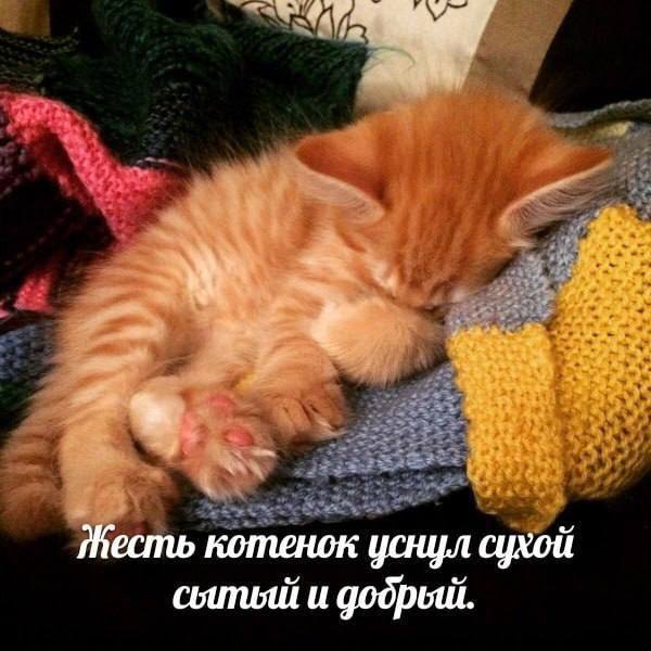 жесть котенок уснул сухой и