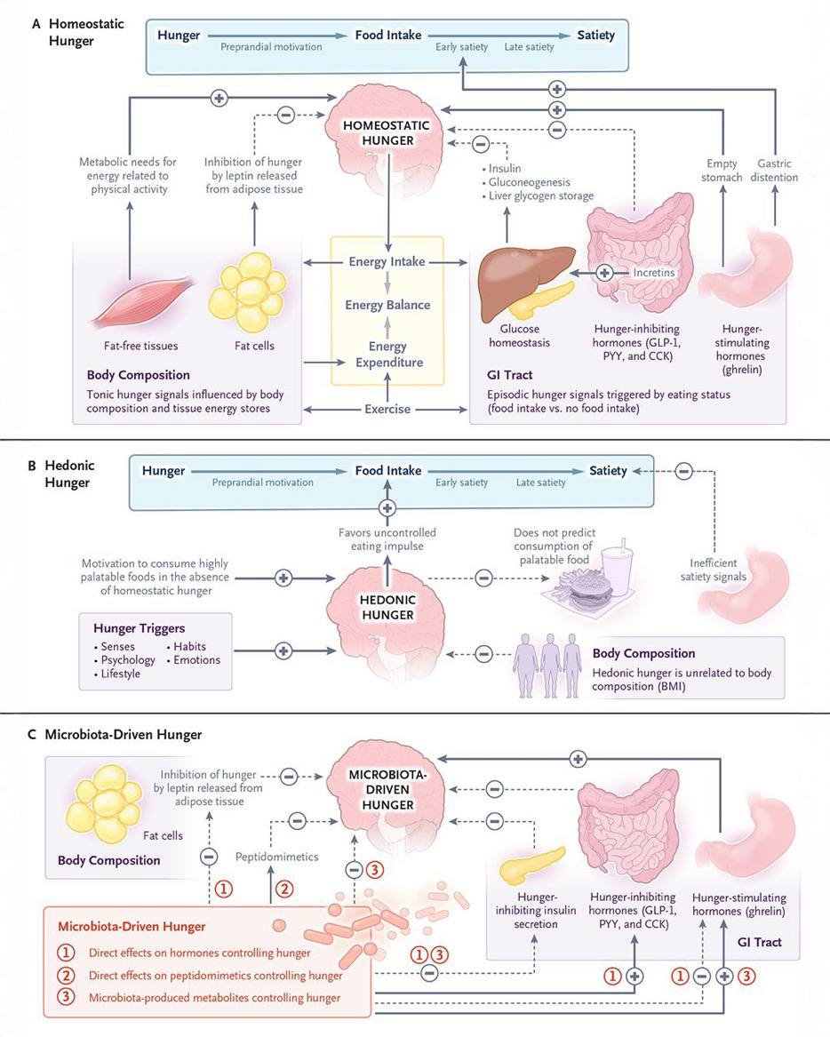 Диетологам на заметку. Ну и нутрициологам тоже

3 вида голода

https://www.nejm.org/doi/full/10.1056/NEJMra2402679