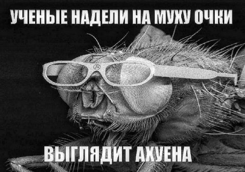 УЧЕНЫЕ НАДЕЛИ НА МУХУ he wee we ВЫГЛЯДИТ АХУЕНА