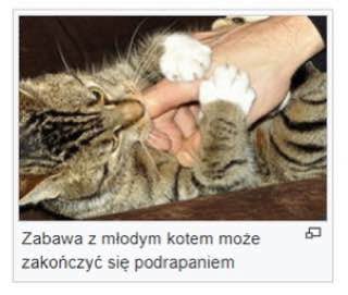 и a 4 А a” Zabawa 2 miodym kotem moze 52 гакойсгус podrapaniem