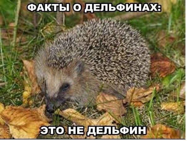 ФАКТЫ О ДЕЛЬФИНАХ: ЭТО НЕ ДЕЛЬФИН