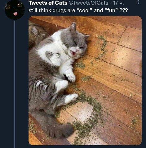 Tweets of Cats still think drugs are “cool” and “fun”