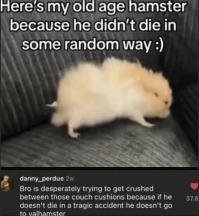 here's my old age hamster he didn't die in some random way danny_perdue Bro is desperately trying to get crushed between those couch cushions because if he to valhamster doesn't die in a tragic accide