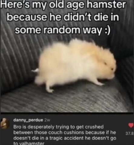 here's my old age hamster he didn't die in some random way danny_perdue Bro is desperately trying to get crushed between those couch cushions because if he to valhamster doesn't die in a tragic accide