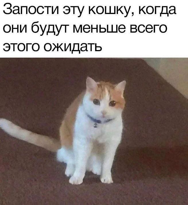 Запости эту кошку, когда они будут меньше всего этого ожидать
