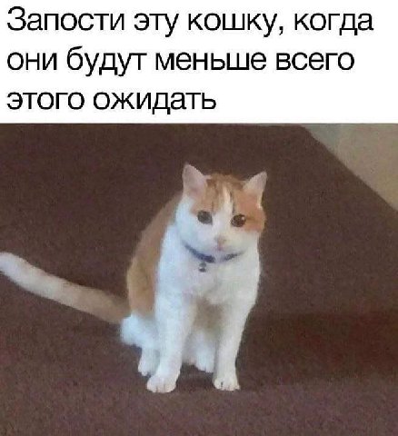 Запости эту кошку, когда они будут меньше всего этого ожидать