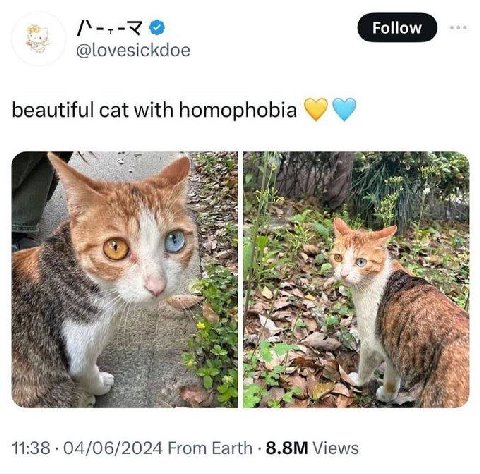 Follow @lovesickdoe beautiful cat with homophobia 7 у eer a a а 11:38 04/06/2024 From Earth Views