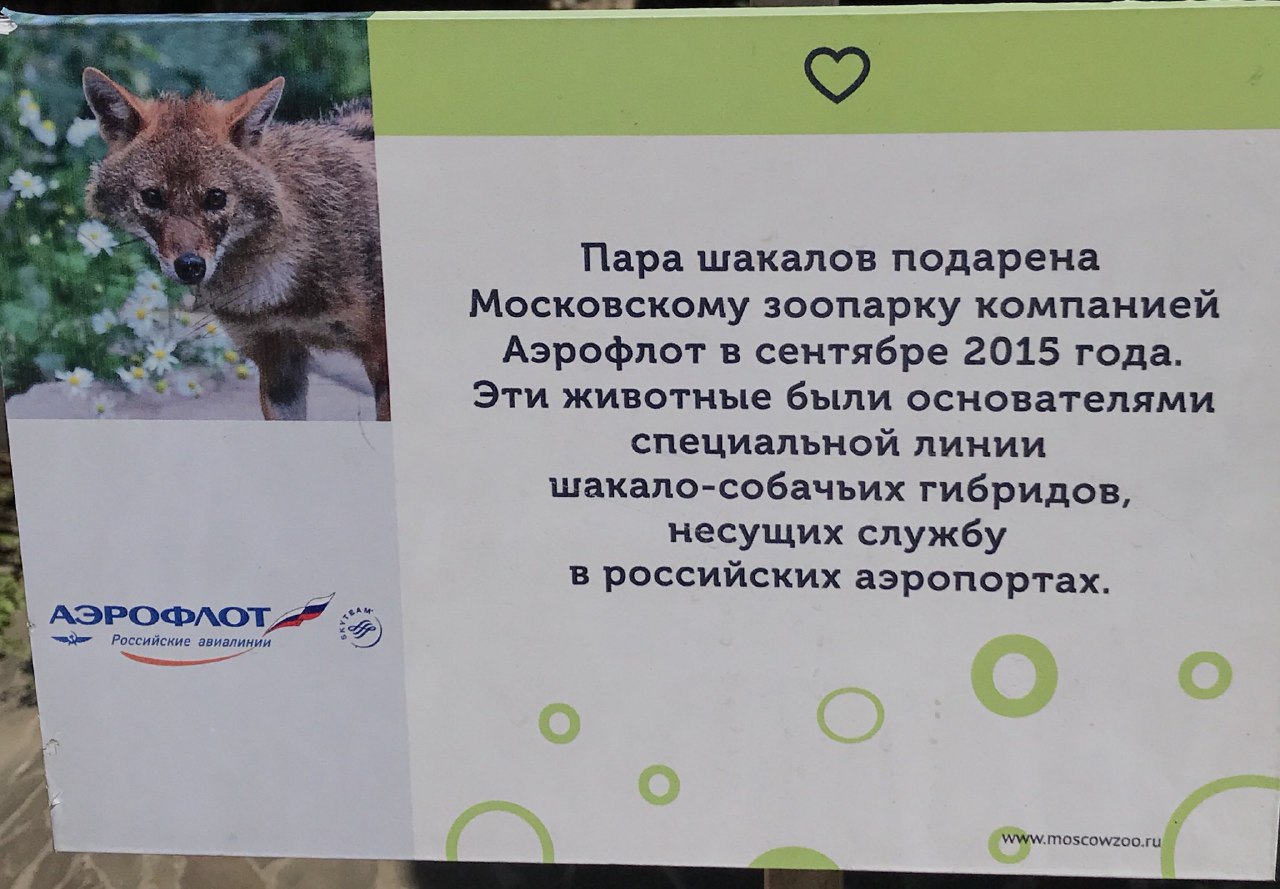 Я Mee 3 a Пара шакалов подарена Московскому зоопарку компанией Аэрофлот в сентябре 2015 года Эти животные были основателями специальнои линии шакало-собачьих гибридов несущих службу в россииских аэроп