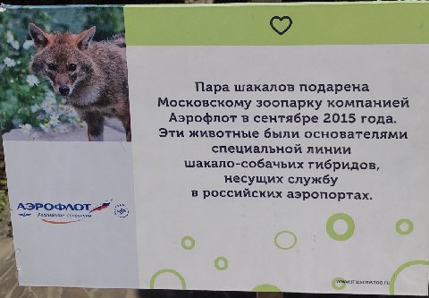 Я Mee 3 a Пара шакалов подарена Московскому зоопарку компанией Аэрофлот в сентябре 2015 года Эти животные были основателями специальнои линии шакало-собачьих гибридов несущих службу в россииских аэроп