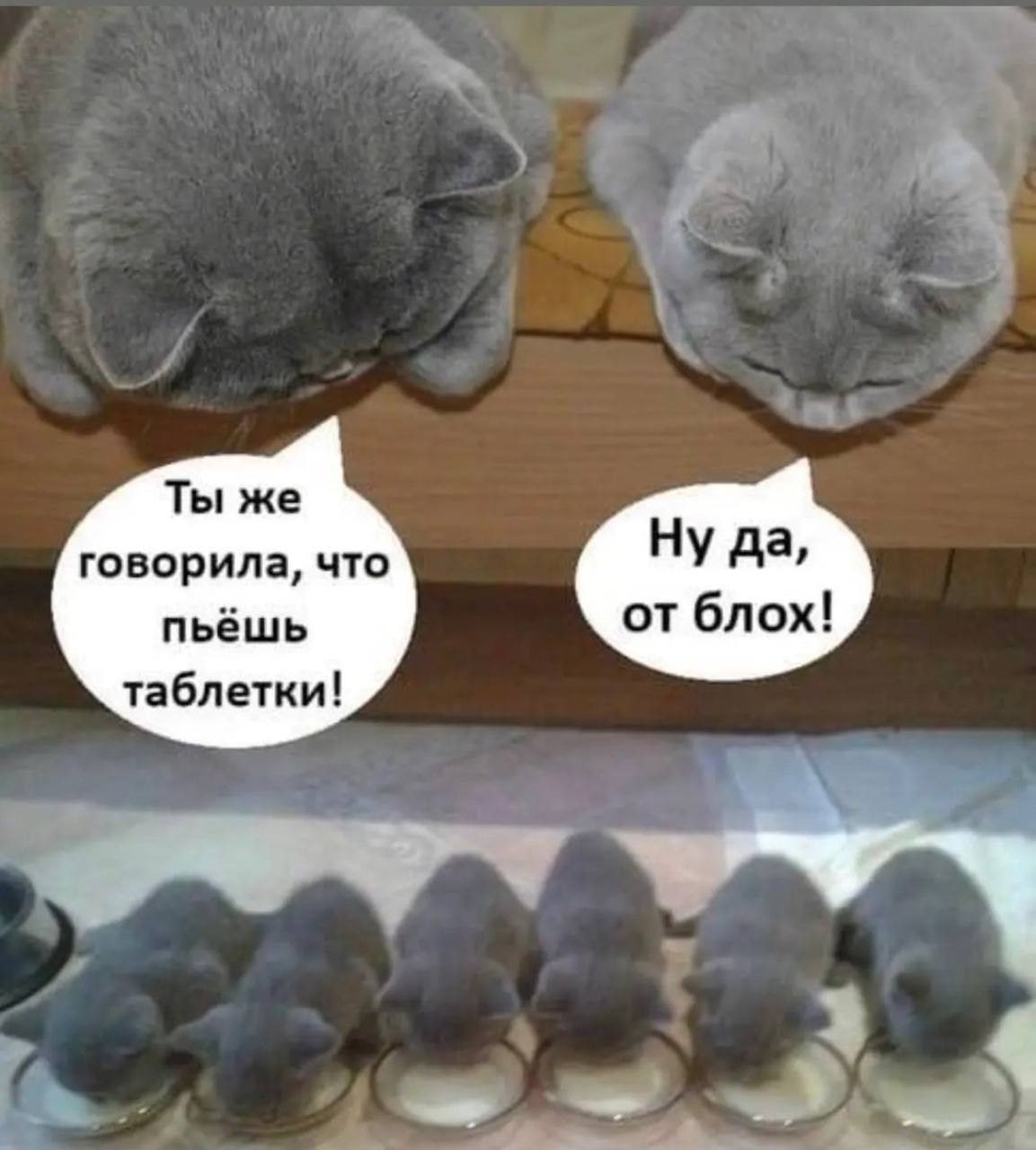 Ты же говорила, что Ну да, пьешь от блох! таблетки!