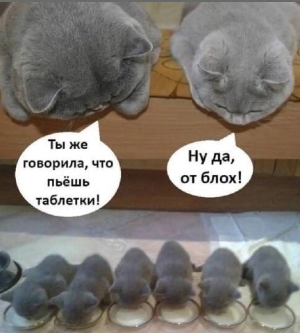 Ты же говорила, что Ну да, пьешь от блох! таблетки!