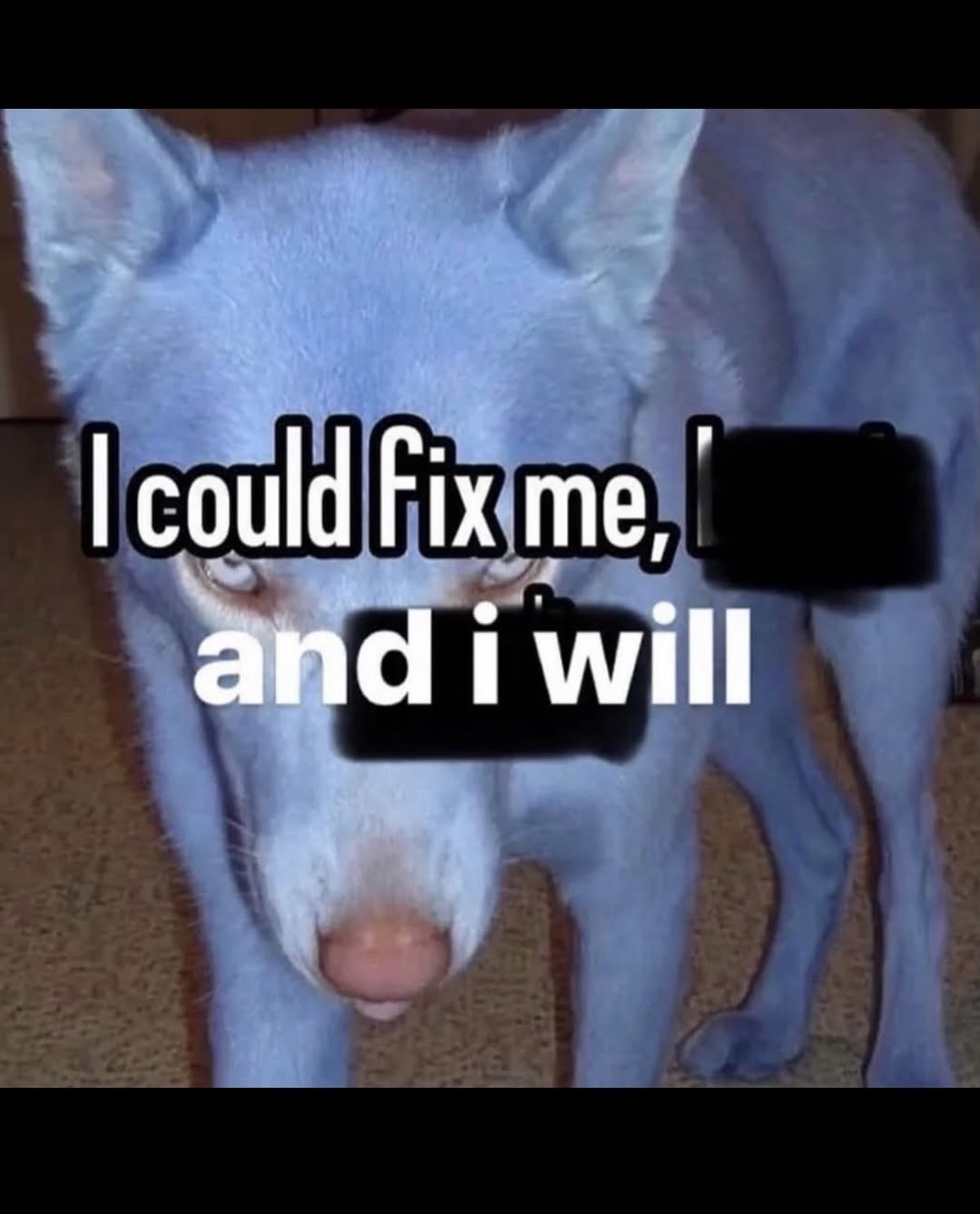 could and i will