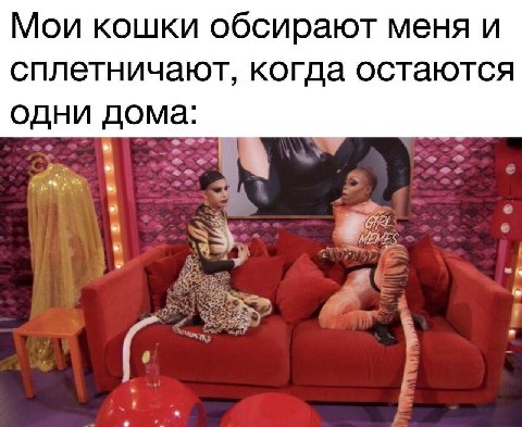 Мои кошки обсирают меня и сплетничают, когда остаются одни дома: в