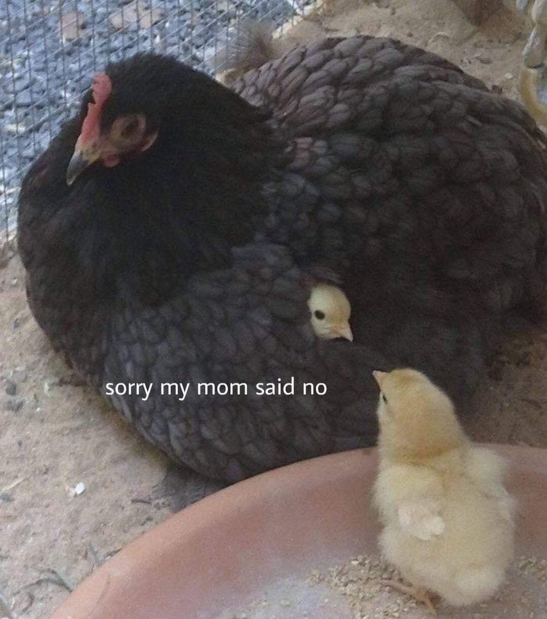 sorry my mom said no
