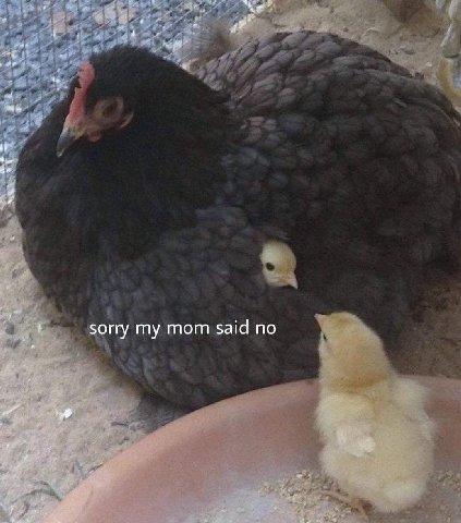 sorry my mom said no