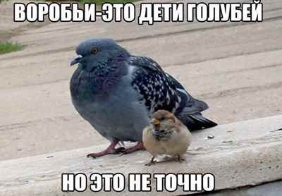 ВОРОБЬИ-ЭТО ДЕТИ ГОЛУБЕЙ НОЭТО HE ТОЧНО