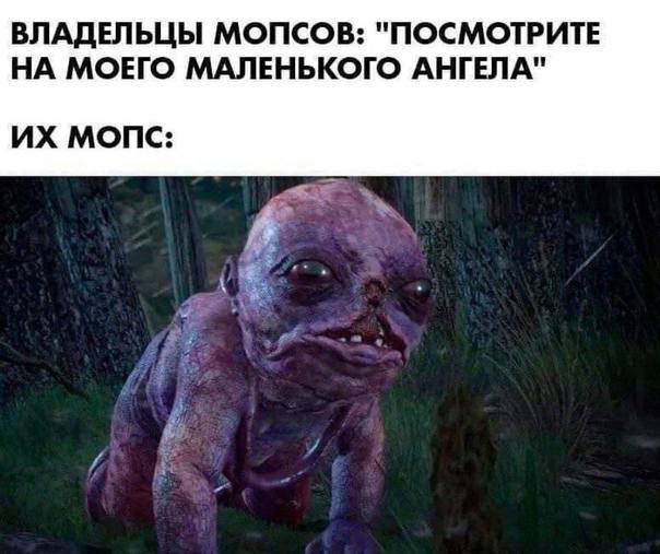 ВЛАДЕЛЬЦЫ МОПСОВ: "ПОСМОТРИТЕ НА МОЕГО МАЛЕНЬКОГО АНГЕЛА" МОПС: