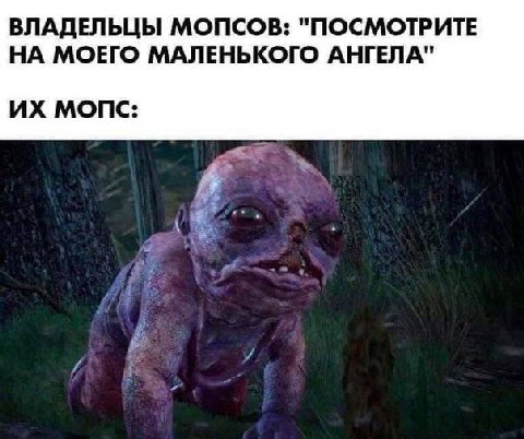 ВЛАДЕЛЬЦЫ МОПСОВ: "ПОСМОТРИТЕ НА МОЕГО МАЛЕНЬКОГО АНГЕЛА" МОПС: