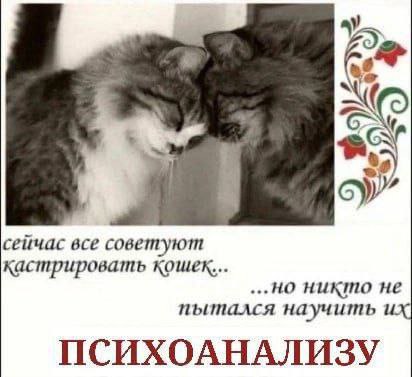 85) сейчас все советуют кастрировать Кошек... ...но никто не пытался научить и: ПСИХОАНАЛИЗУ