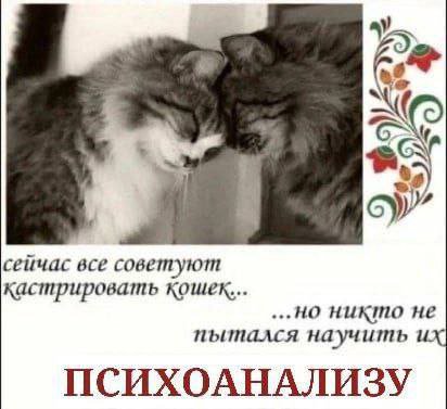 85) сейчас все советуют кастрировать Кошек... ...но никто не пытался научить и: ПСИХОАНАЛИЗУ