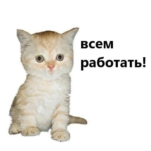 всем работать!