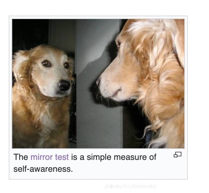 и The mirror test is a simple measure of self-awareness.