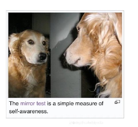 и The mirror test is a simple measure of self-awareness.