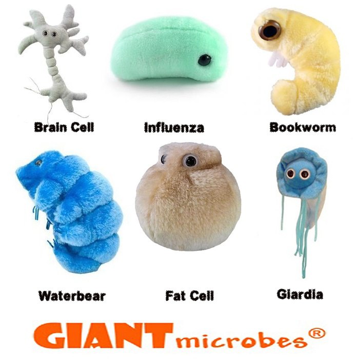 Brain Cell Waterbear Fat Cell Giardia GIANT micro