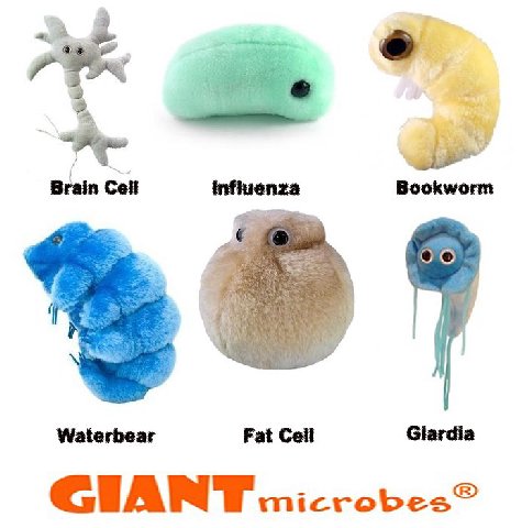 Brain Cell Waterbear Fat Cell Giardia GIANT micro