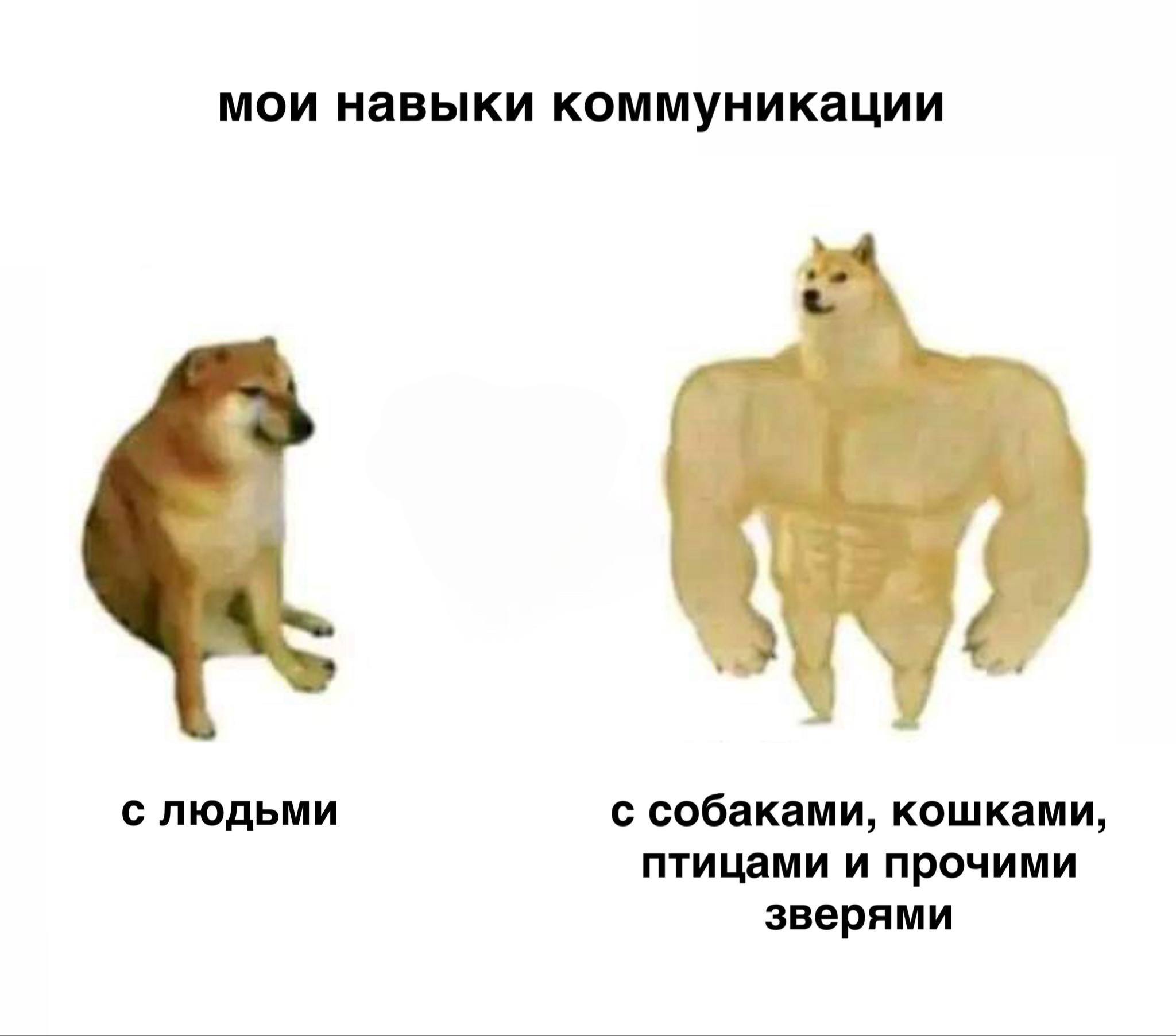 мои навыки коммуникации с людьми с собаками, кошками, птицами и прочими зверями